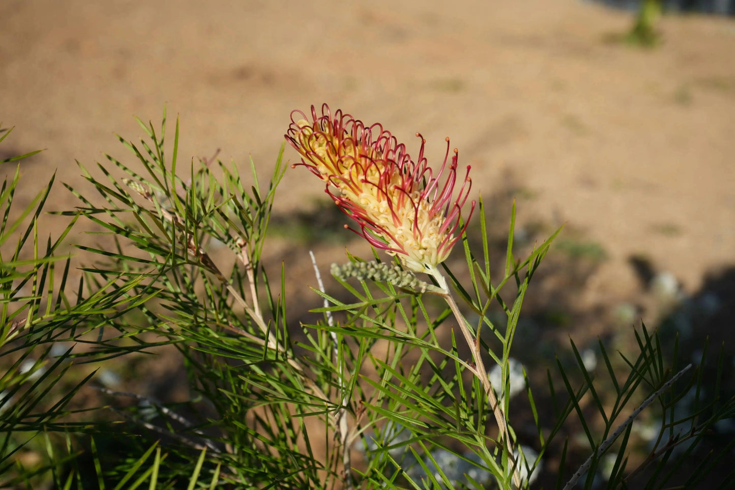 Grevillea Kings Rainbow flower with red and yellow blooms and green foliage against a sandy background