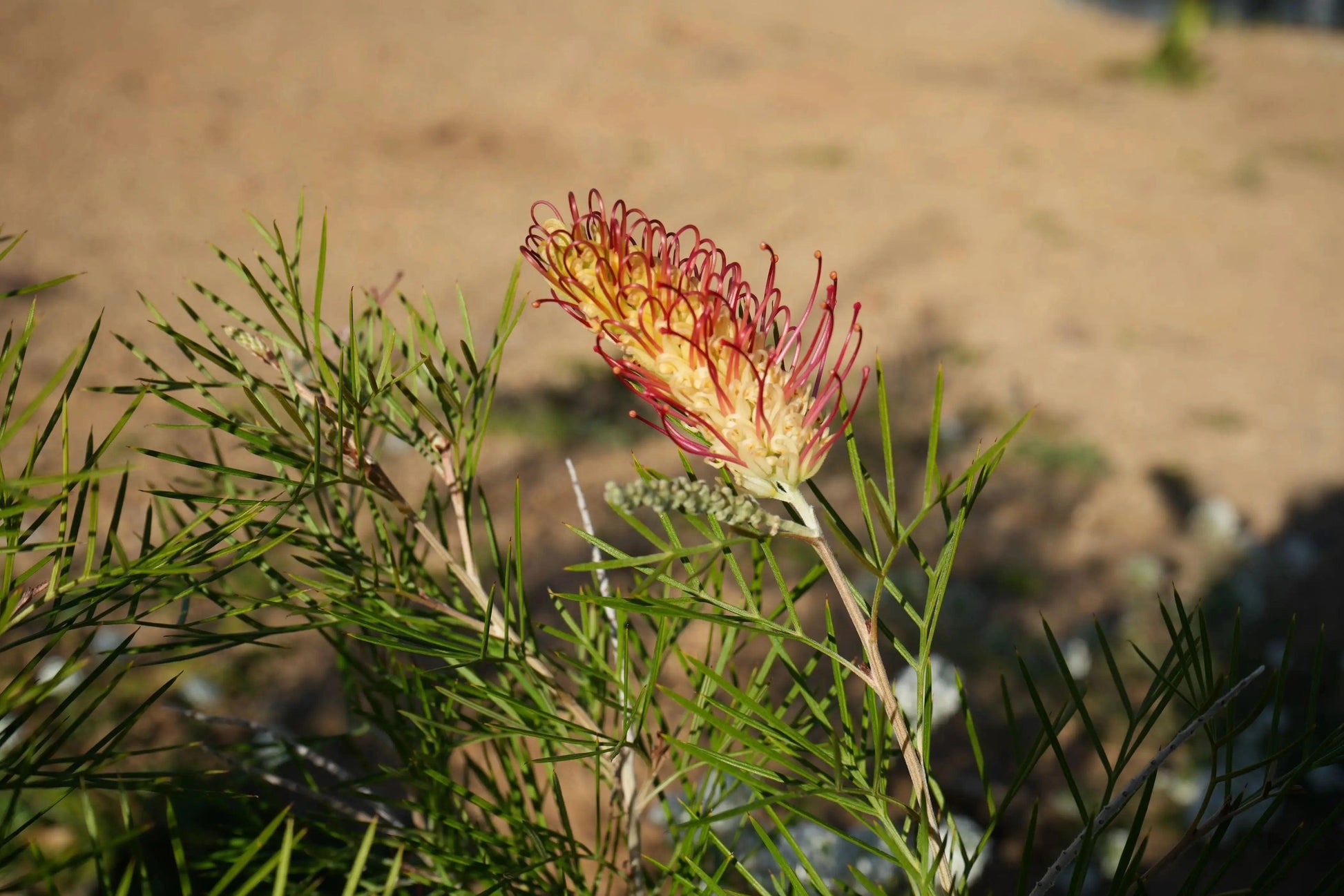 Grevillea Kings Rainbow flower with red and yellow blooms and green foliage against a sandy background