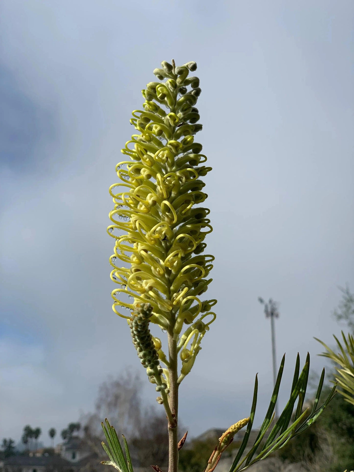 Grevillea 'Moonlight': A Silvery-White Spectacle - Bonte Farm