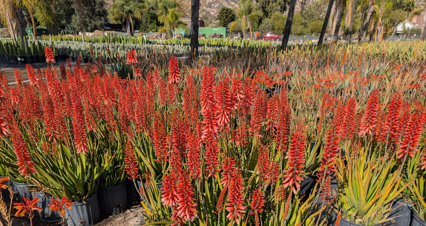 Rows of vibrant red aloe vera flowers in pots at an outdoor nursery with palm trees and hills
