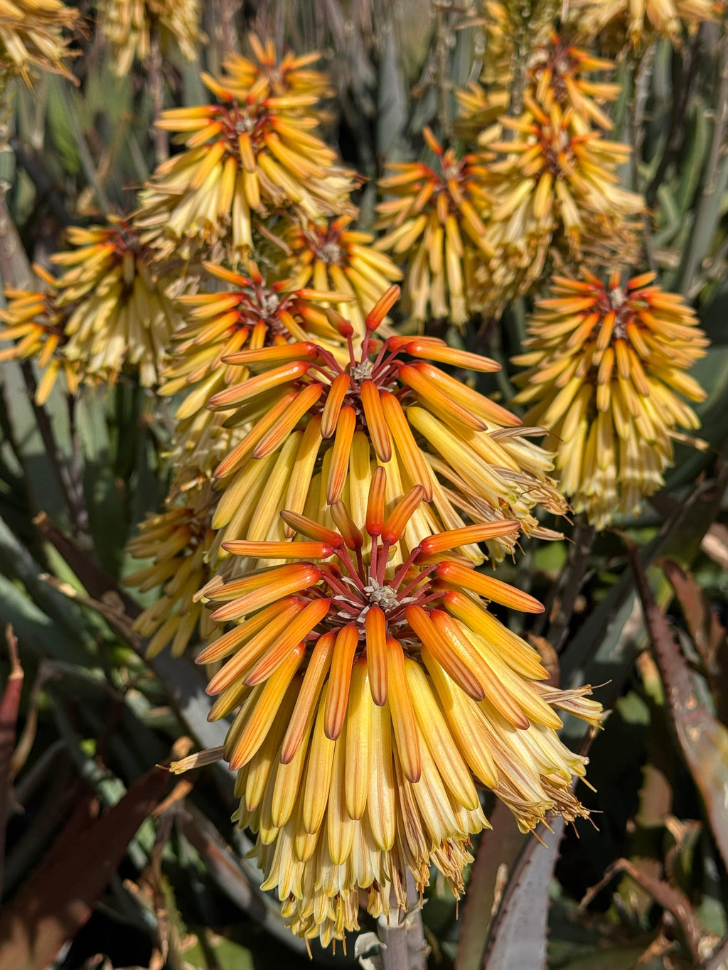 Cluster of yellow and orange Protea flowers blooming outdoors