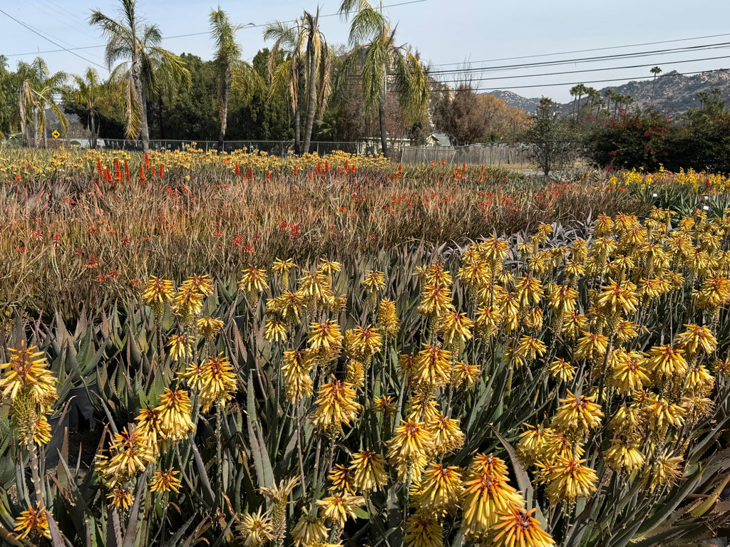 Field of blooming yellow and orange aloe plants with palm trees and distant hills