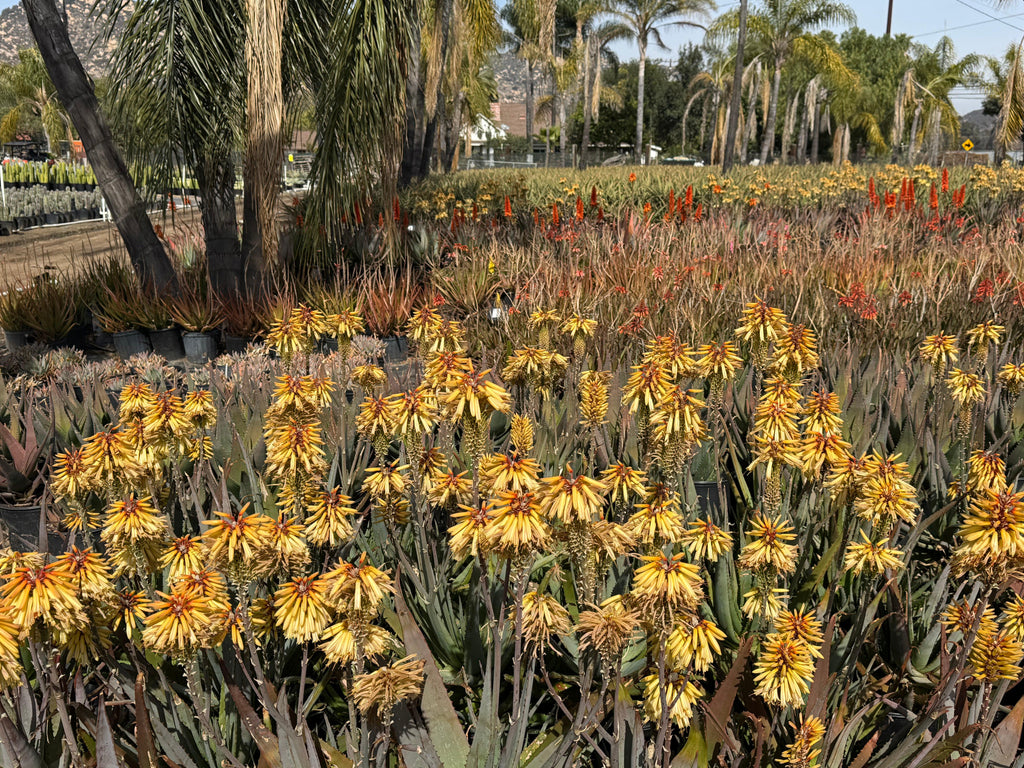 Field of blooming protea plants with tall palm trees and colorful flowers outdoors