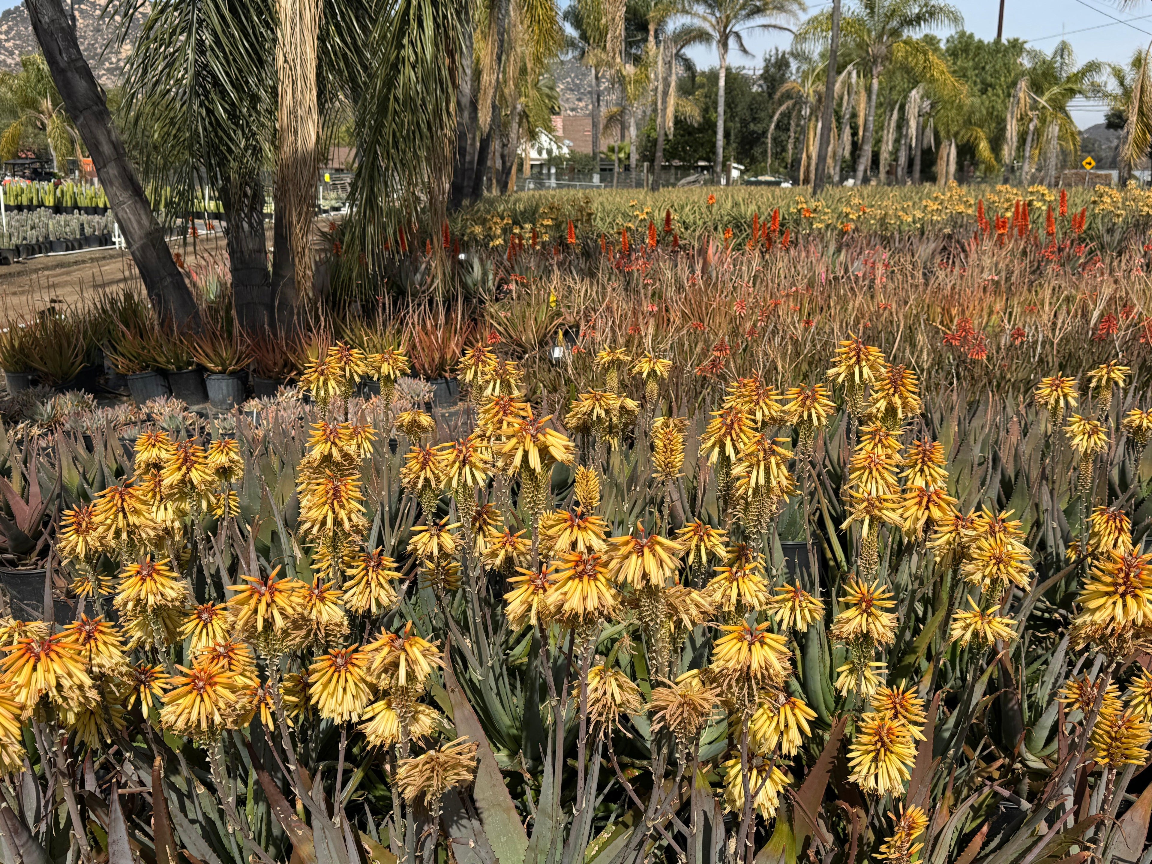 Field of blooming protea plants with tall palm trees and colorful flowers outdoors