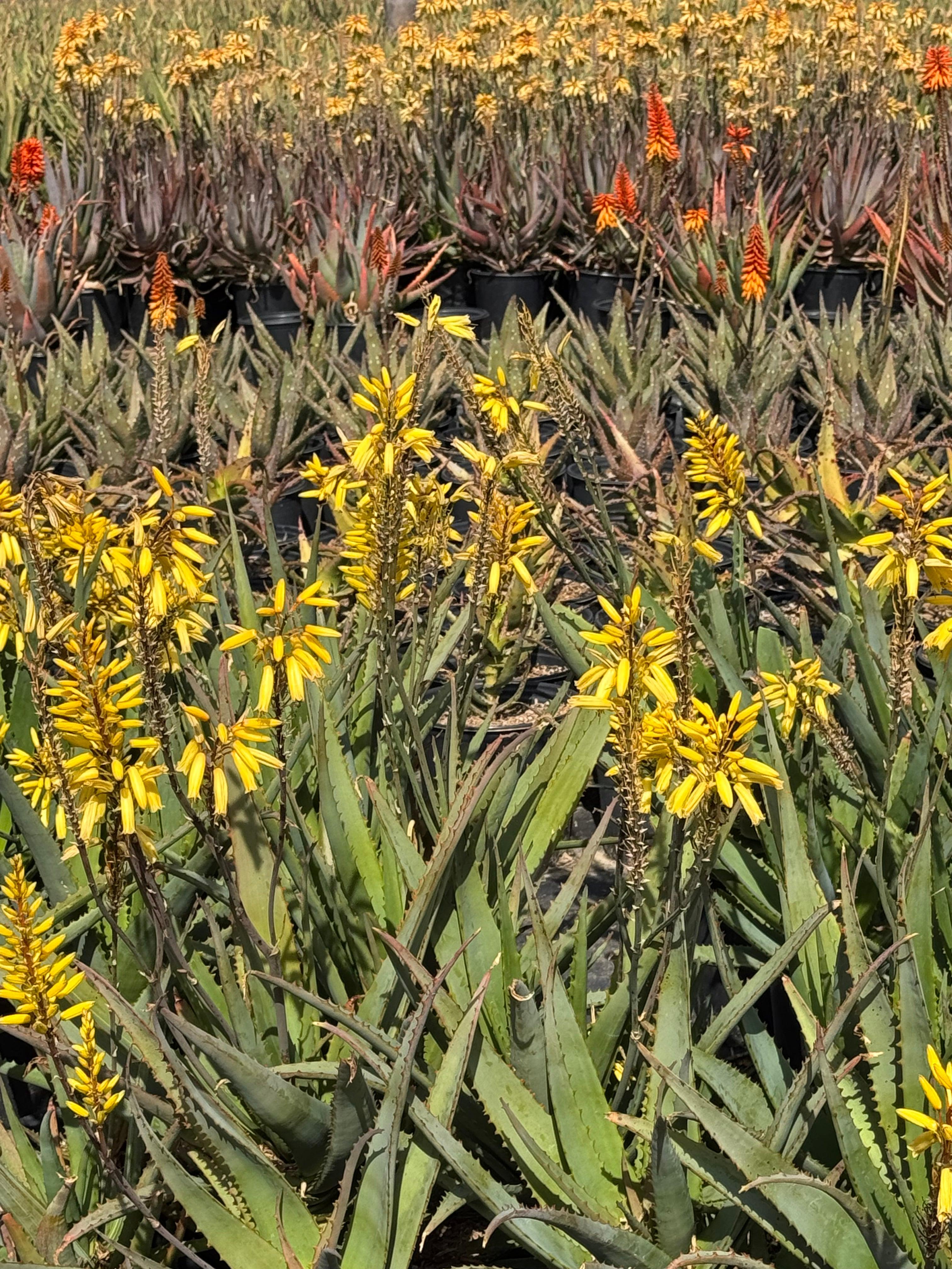 Aloe plants with spiky green leaves and bright yellow and orange flowers outdoors in pots