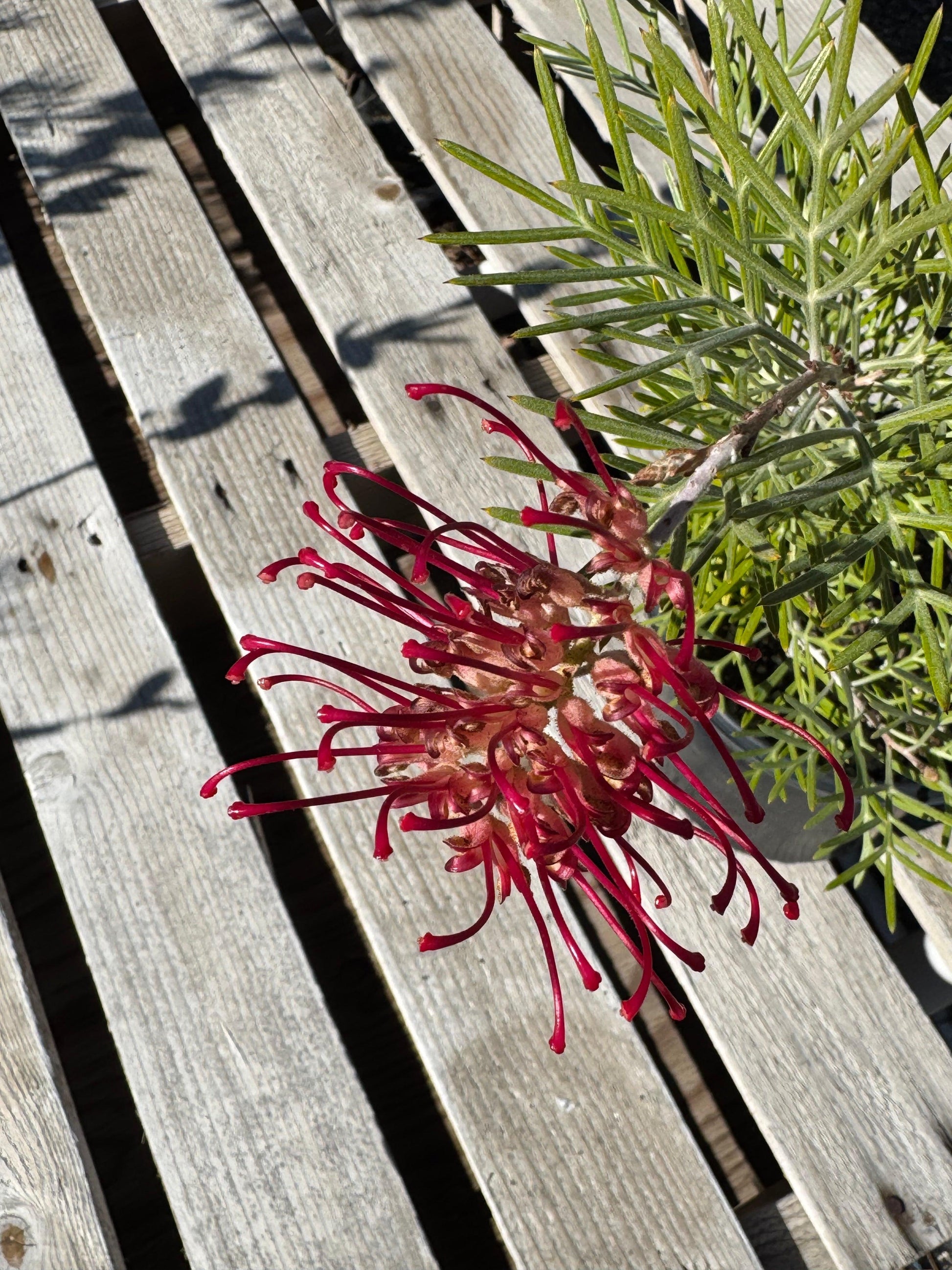 Close-up of red Grevillea Spirit of Anzac flower with green needle-like leaves on wooden surface