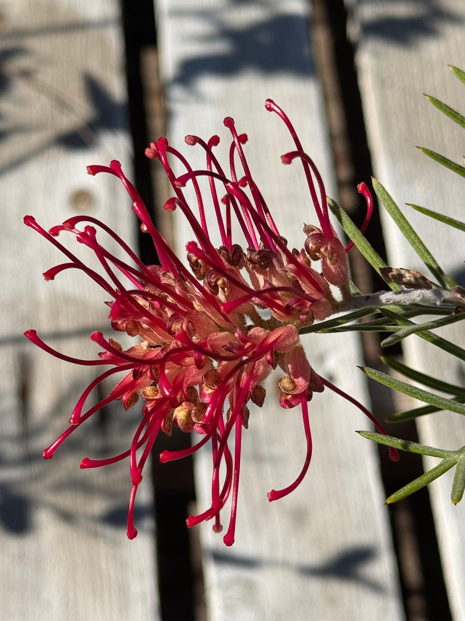 Close-up of red Grevillea Spirit of Anzac flower with slender green leaves against a blurred wooden background