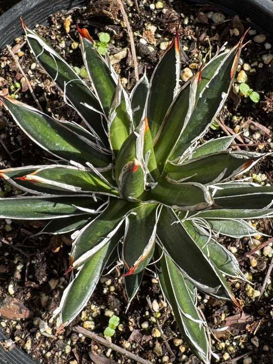 Agave filifera succulent plant with green pointed leaves and white edges in soil