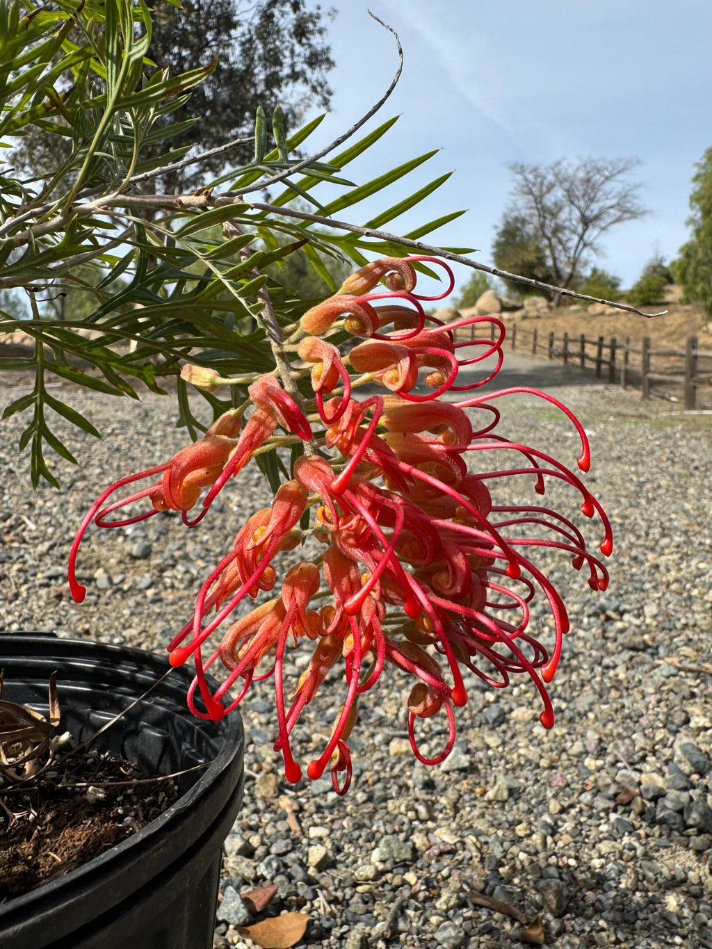Grevillea Robyn Gordon plant with bright red spider-like flowers in a black pot outdoors