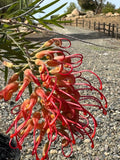 Grevillea Robyn Gordon flower with vibrant red and orange blooms outdoors