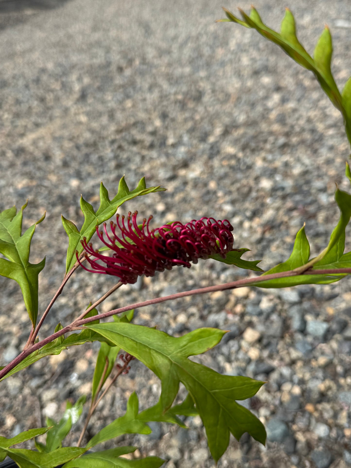 Close-up of bright red Grevillea flower cluster with vibrant green jagged leaves on gravel background