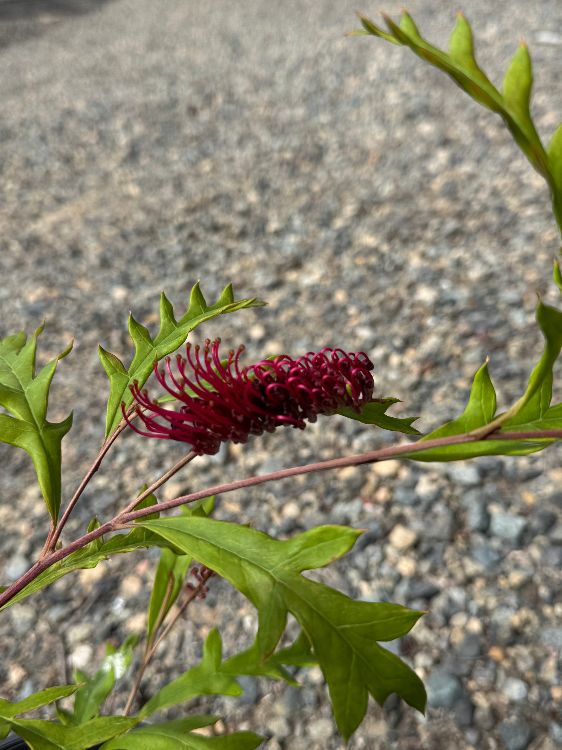 Close-up of bright red Grevillea flower cluster with vibrant green jagged leaves on gravel background