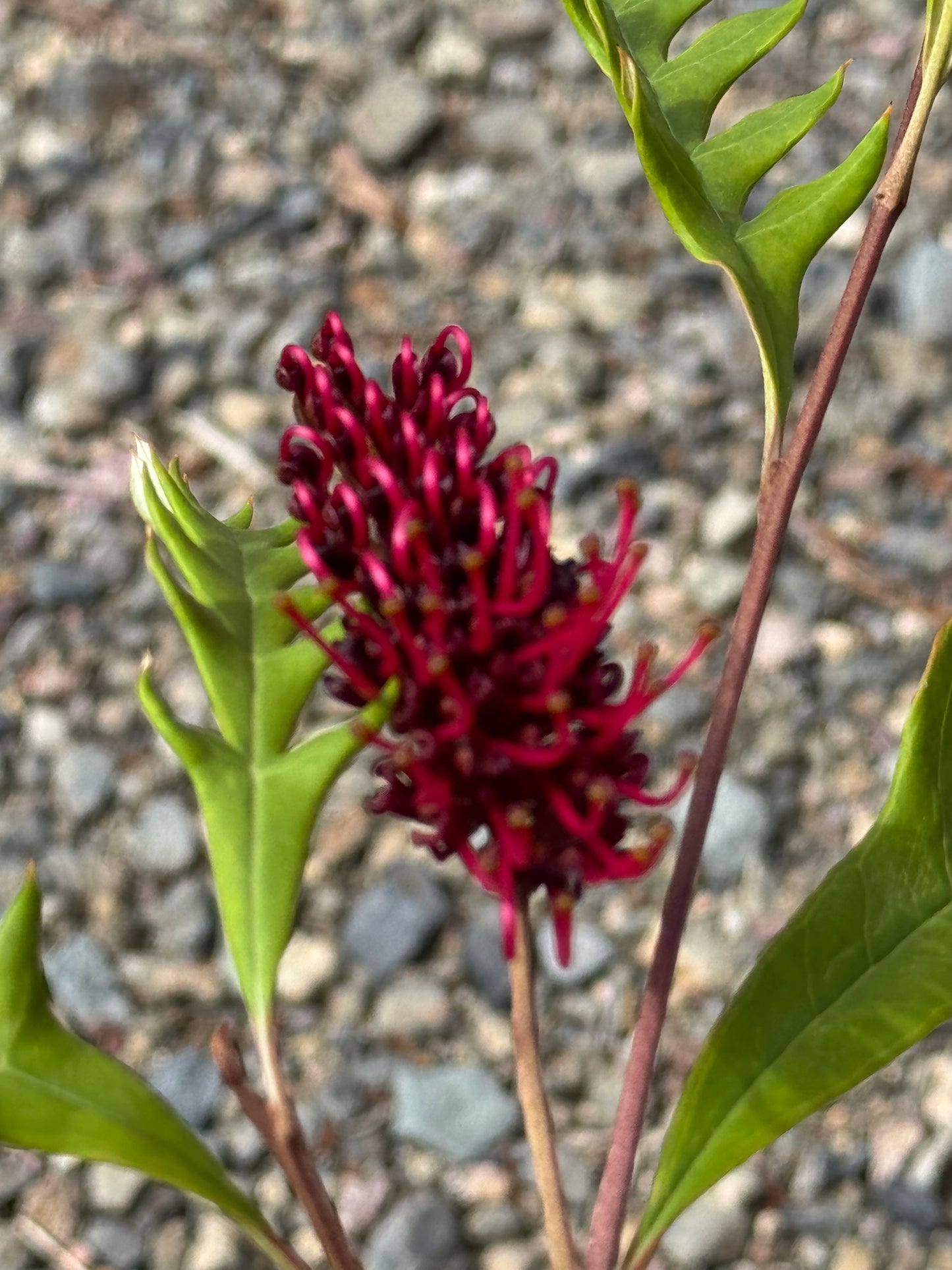 Close-up of a vibrant red Grevillea flower with green serrated leaves against a gravel background
