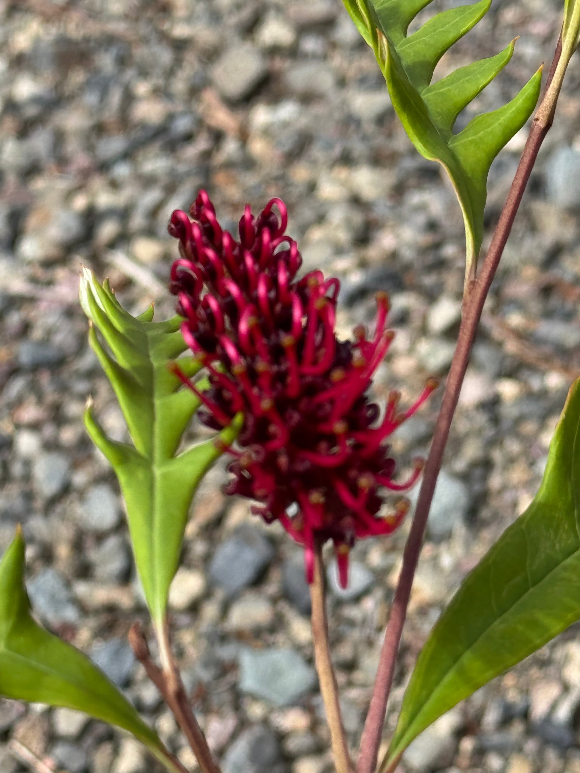 Close-up of a vibrant red Grevillea flower with green serrated leaves against a gravel background
