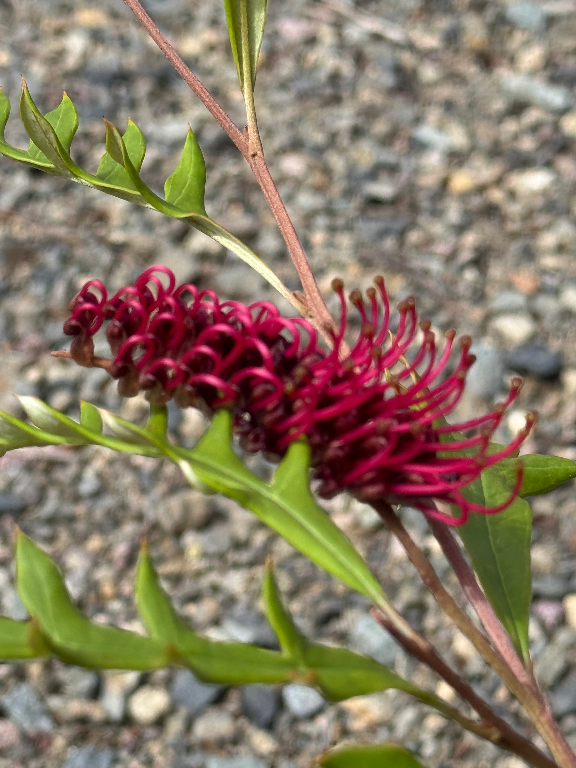 Close-up of a red grevillea flower with green leaves against a gravel background
