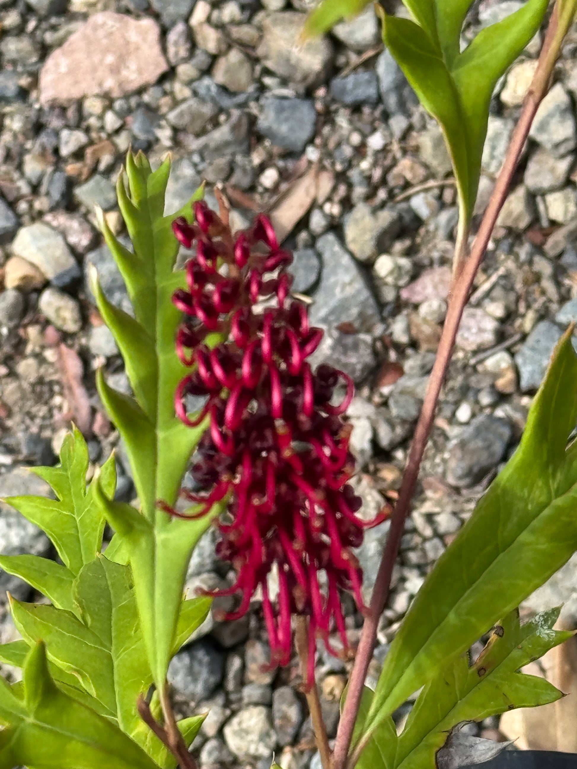 Close-up of a red Grevillea flower with bright green leaves on a rocky ground background