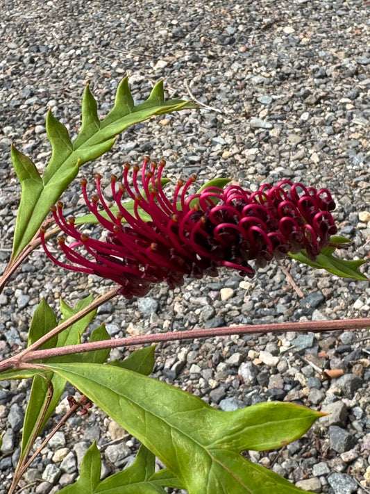Close-up of vibrant red Grevillea flower with green serrated leaves on gravel background