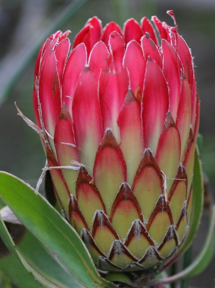 Close-up of a vibrant red and green Protea Susara flower bud with textured petals and surrounding leaves