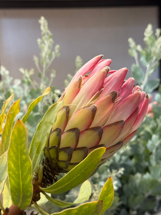 Close-up of pink and green protea flower bud with soft-focus foliage background