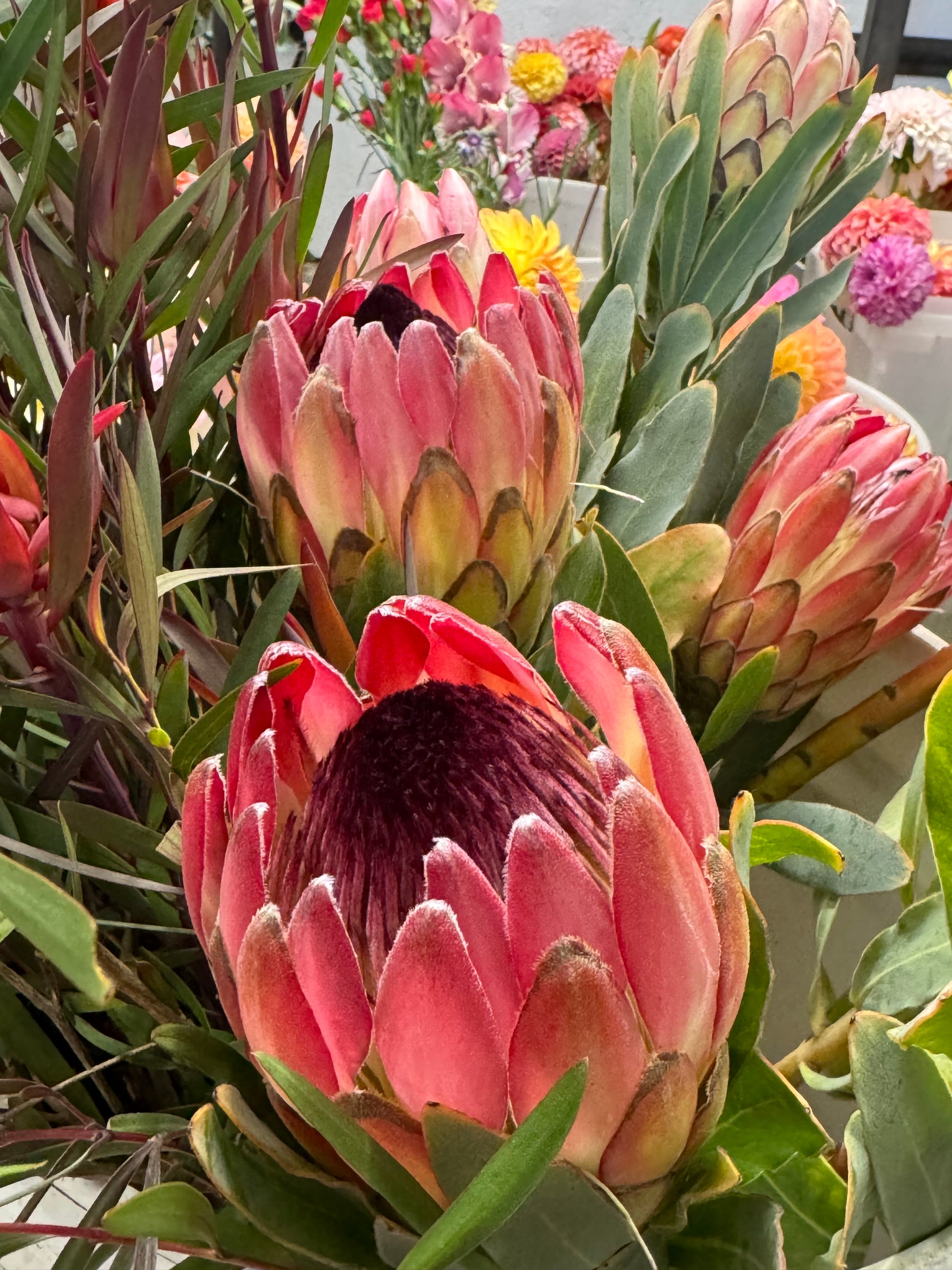Close-up of vibrant pink protea flowers with textured petals and green leaves in a floral arrangement