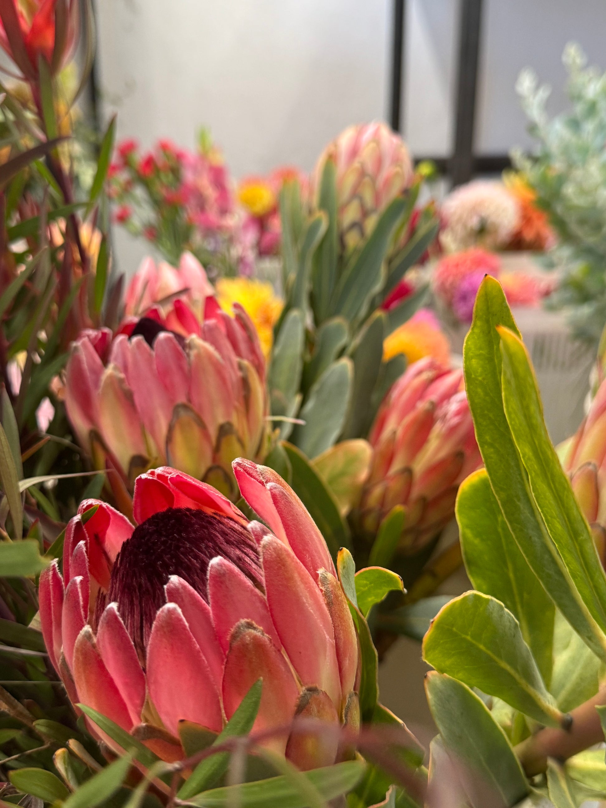 Close-up of vibrant pink Protea flowers with green leaves and blurred colorful blooms in the background