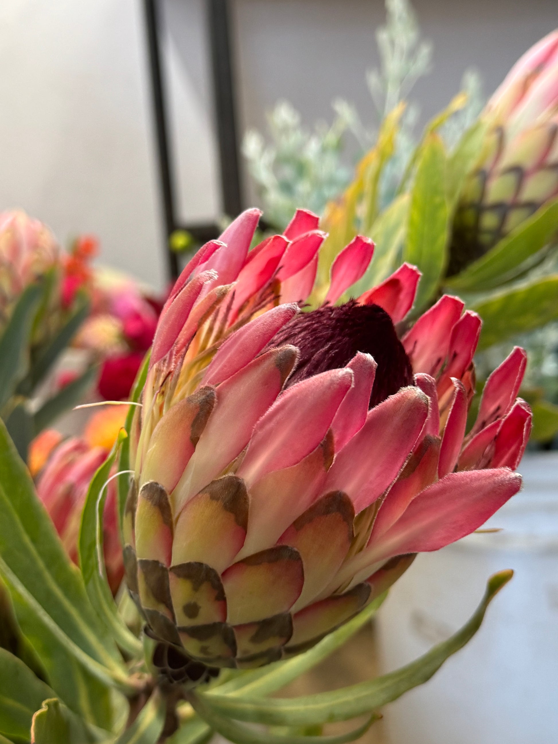 Close-up of pink and cream Protea Sylvia flower with dark center and green leaves in natural light