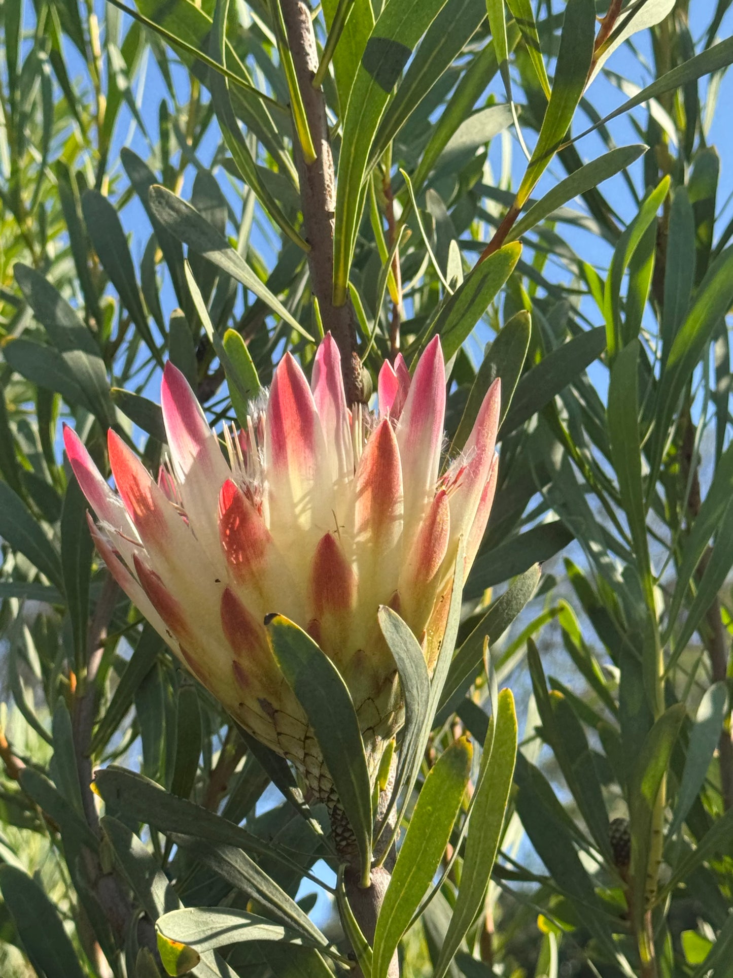IMG-2912-Protea-Repens-Pink