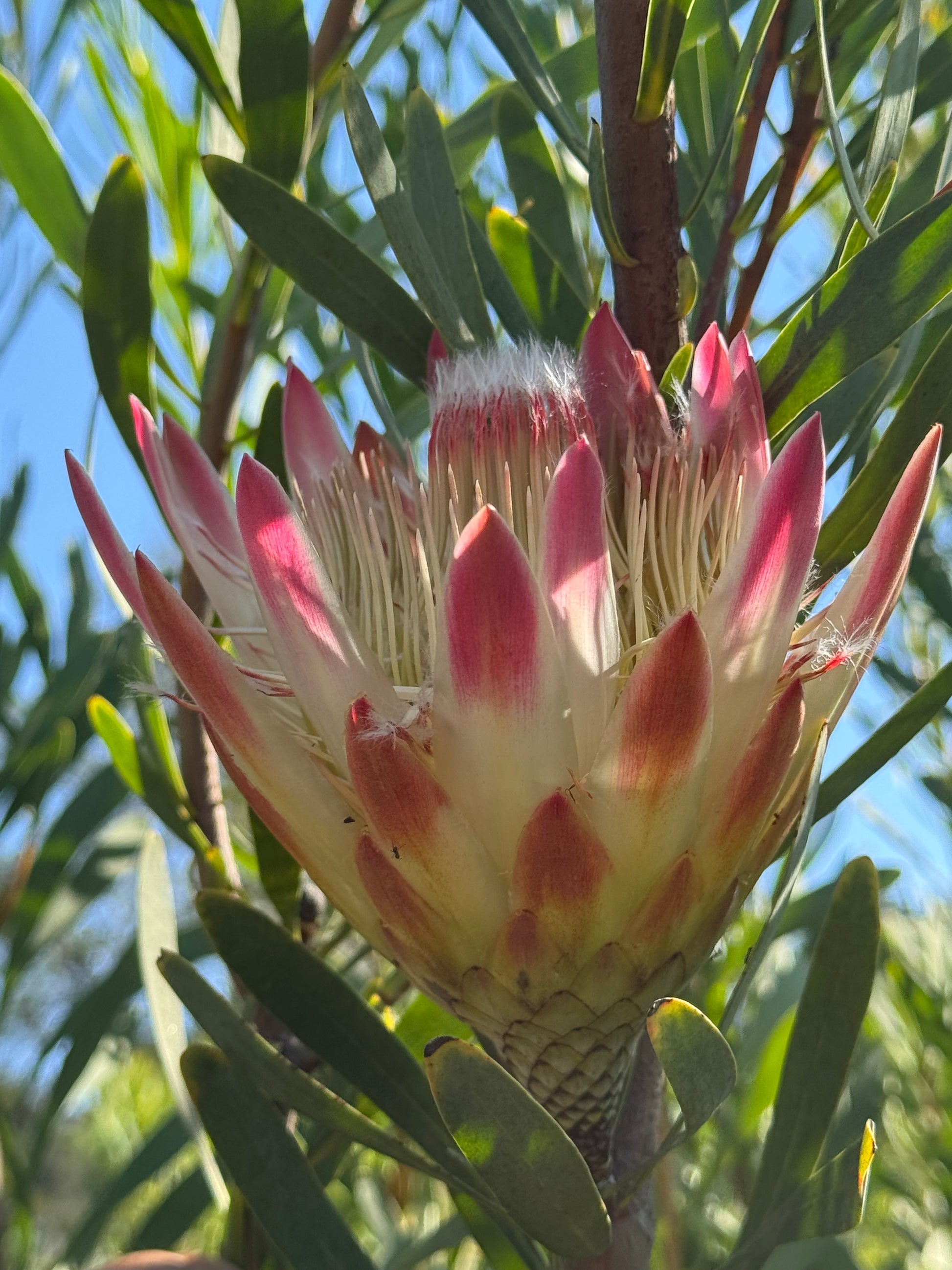 IMG-2916-Protea-Repens-Pink