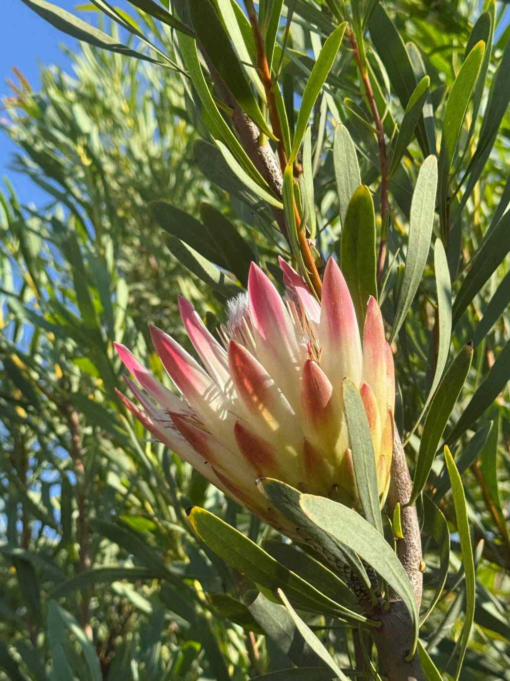 Close-up of a pink Protea repens flower with green leaves outdoors in sunlight