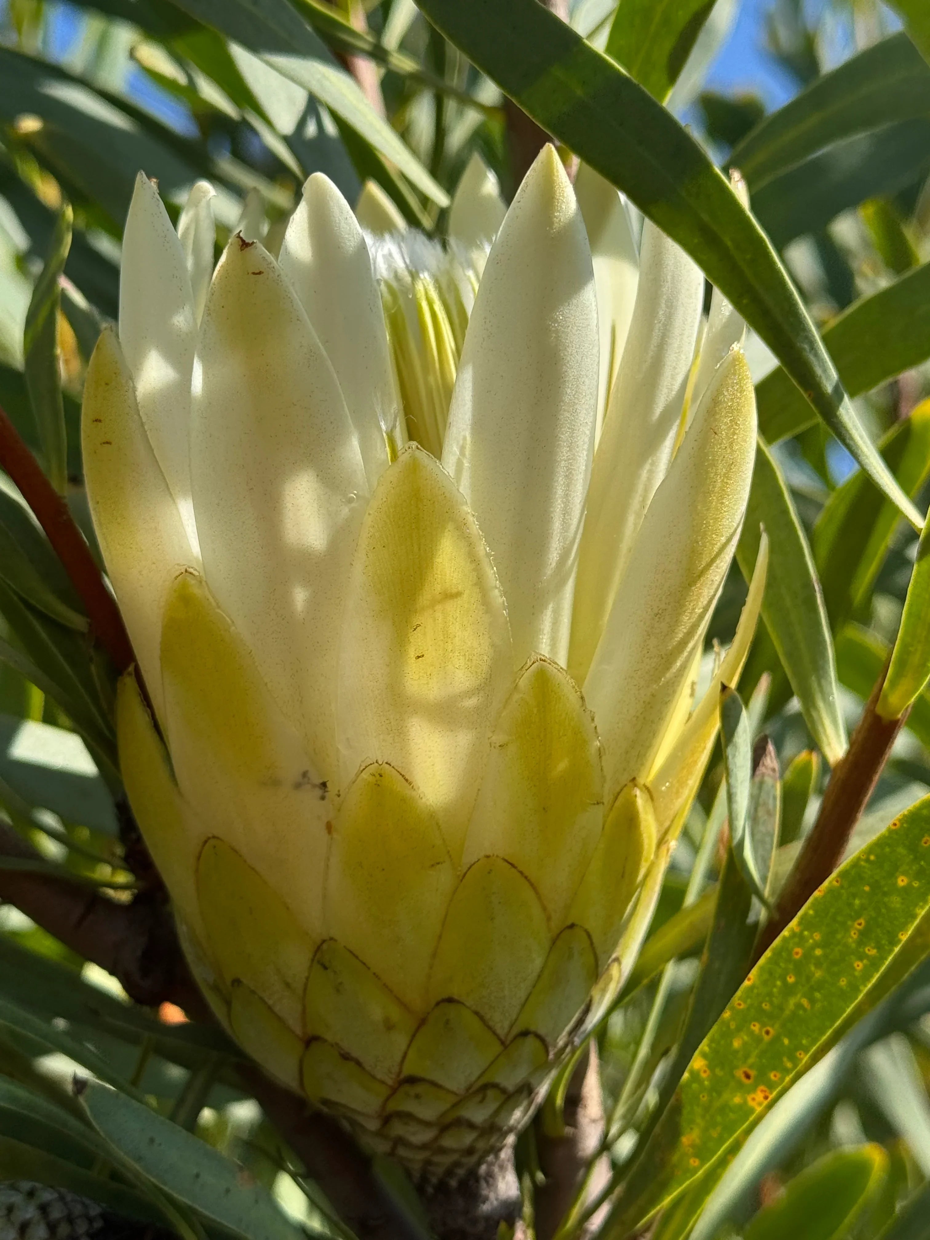 White Protea Repens flower bud with green leaves in natural sunlight