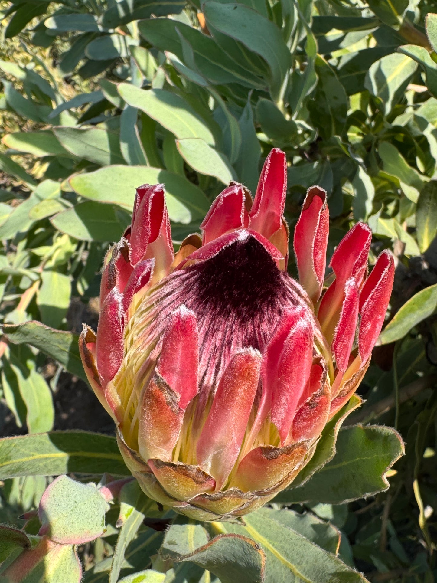 Close-up of a red and yellow Protea Sylvia flower bud surrounded by green leaves in natural sunlight