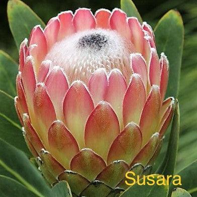 Close-up of a pink and white protea flower bud with green leaves background