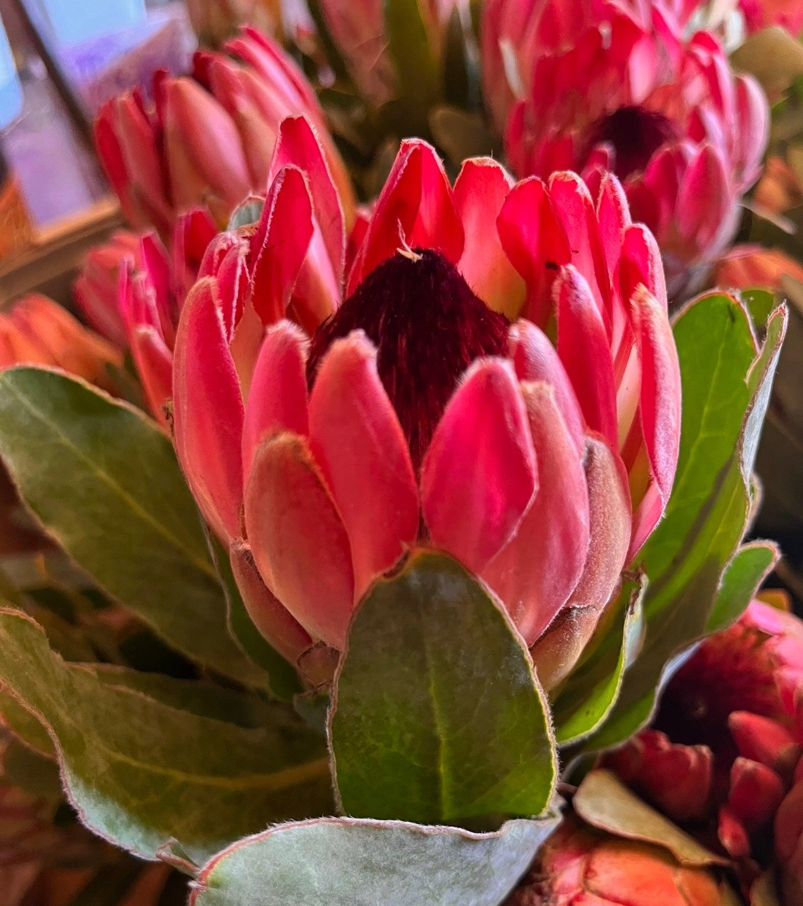 Close-up of vibrant pink protea flower with green leaves in natural light
