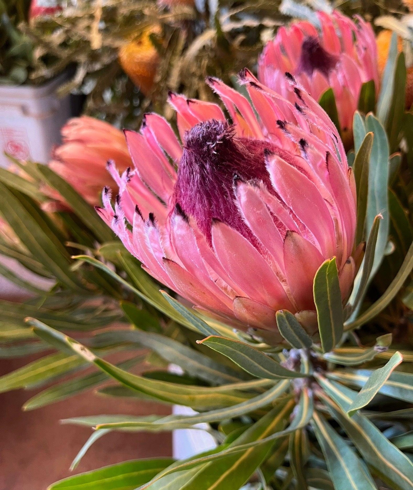 Close-up of pink Protea longifolia flower with green leaves in indoor setting
