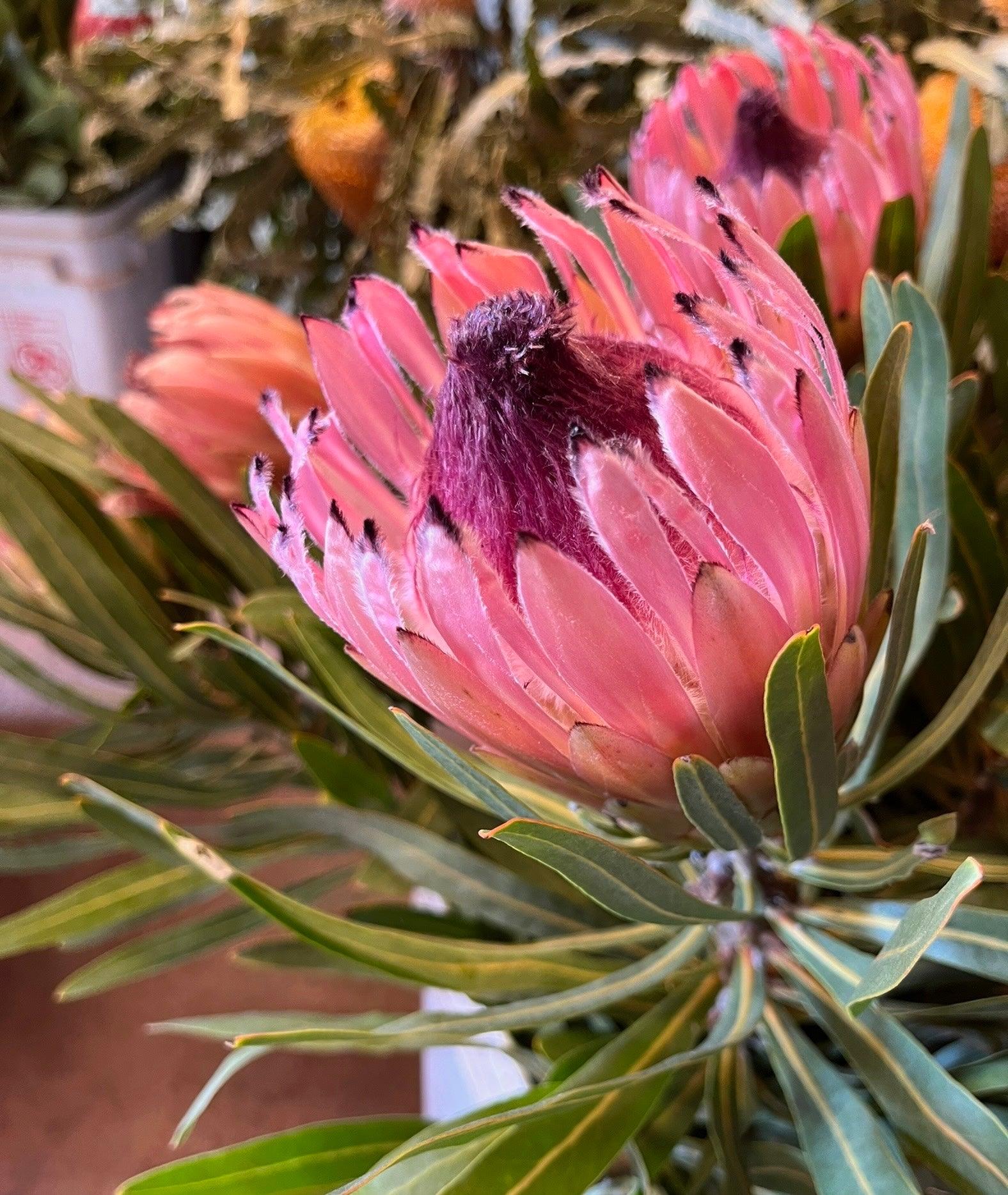 Close-up of pink Protea longifolia flower with green leaves in indoor setting
