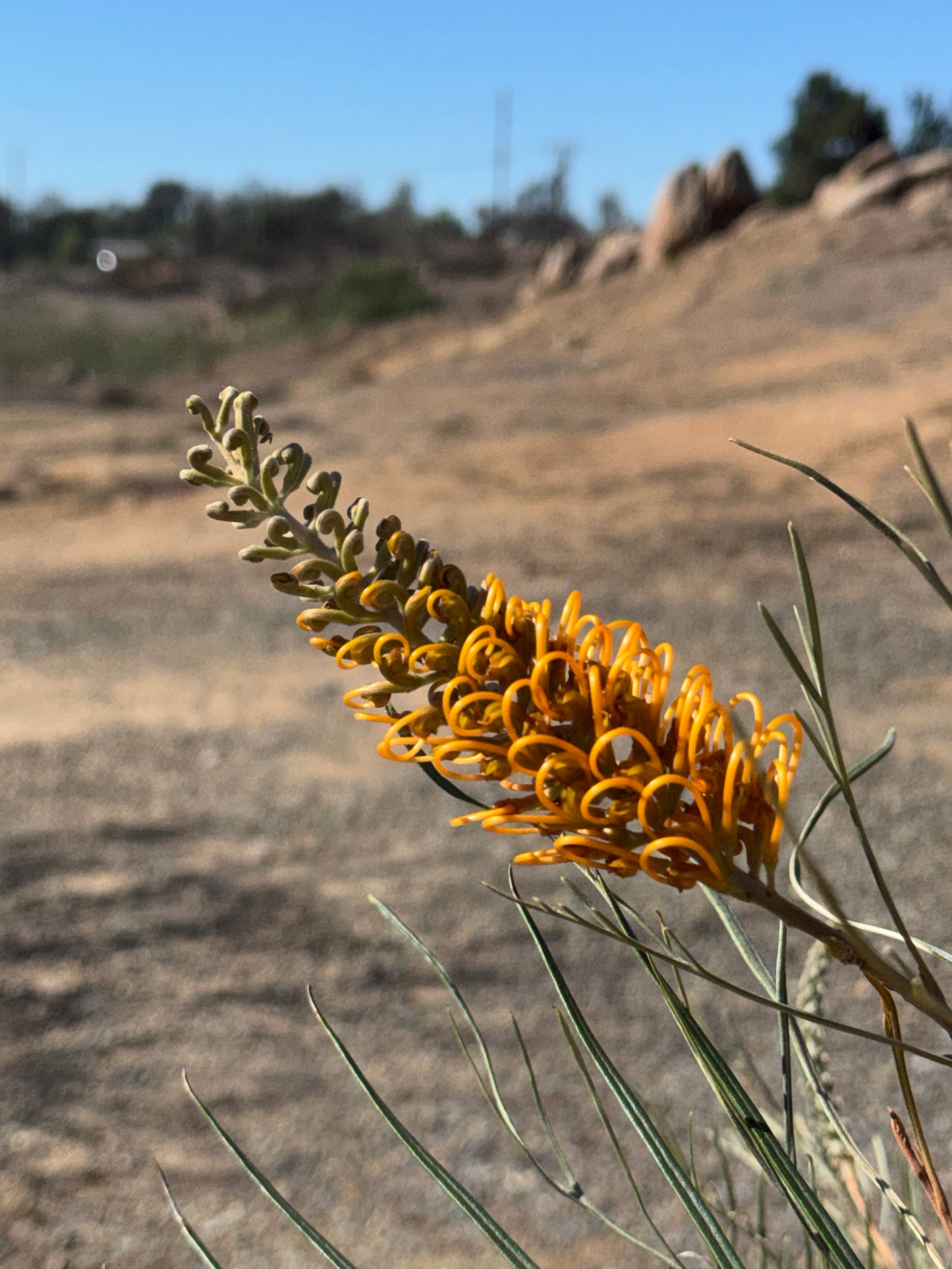 Close-up of an orange Grevillea Honey Gem flower with curled petals in a dry, rocky landscape