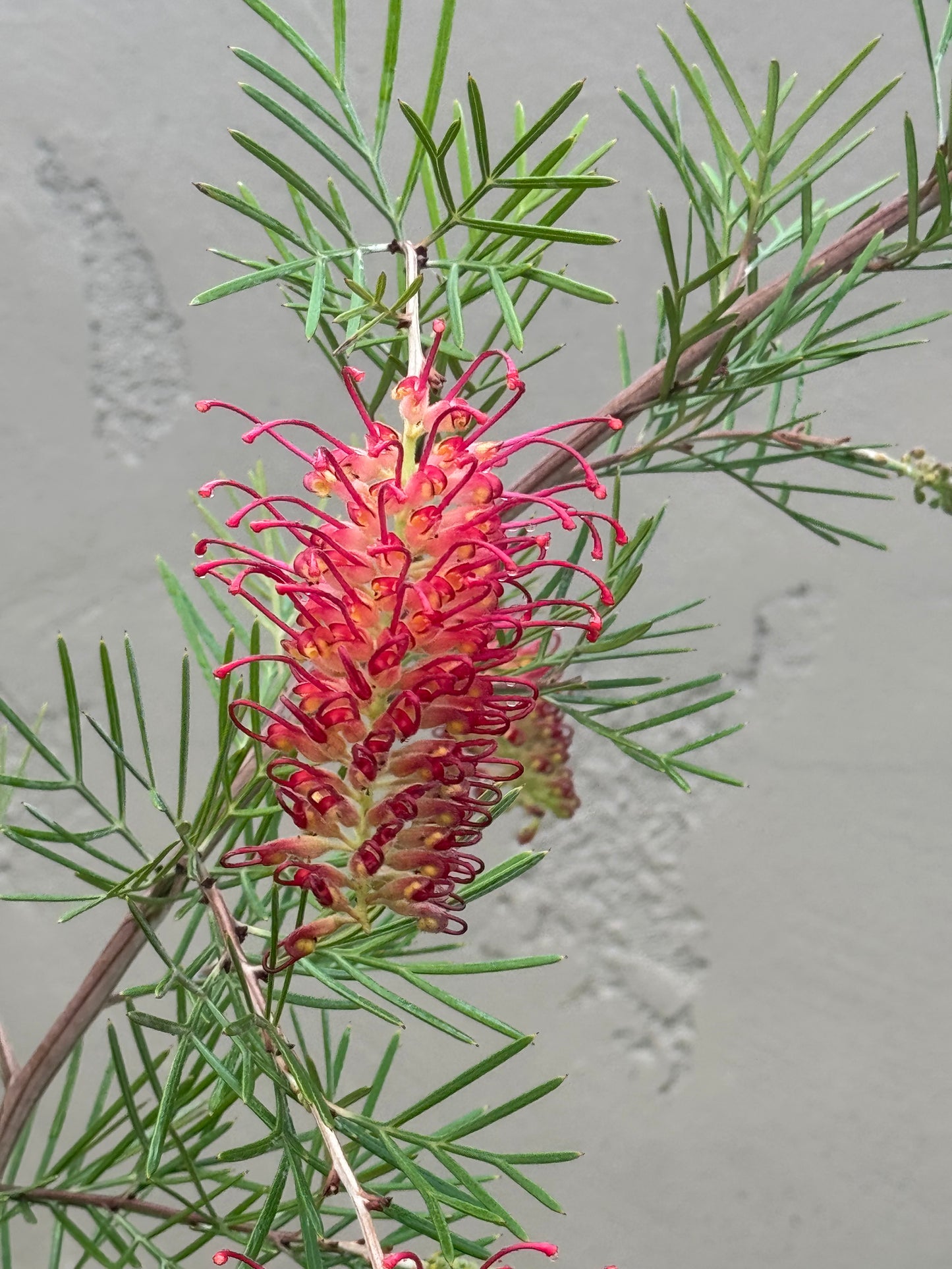 Grevillea 'Spirit of Anzac': Vivid red blooms, hardy, resilient beauty