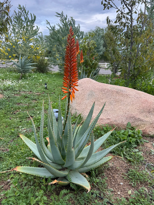 Aloe plant with tall orange flower spike in a green garden landscape