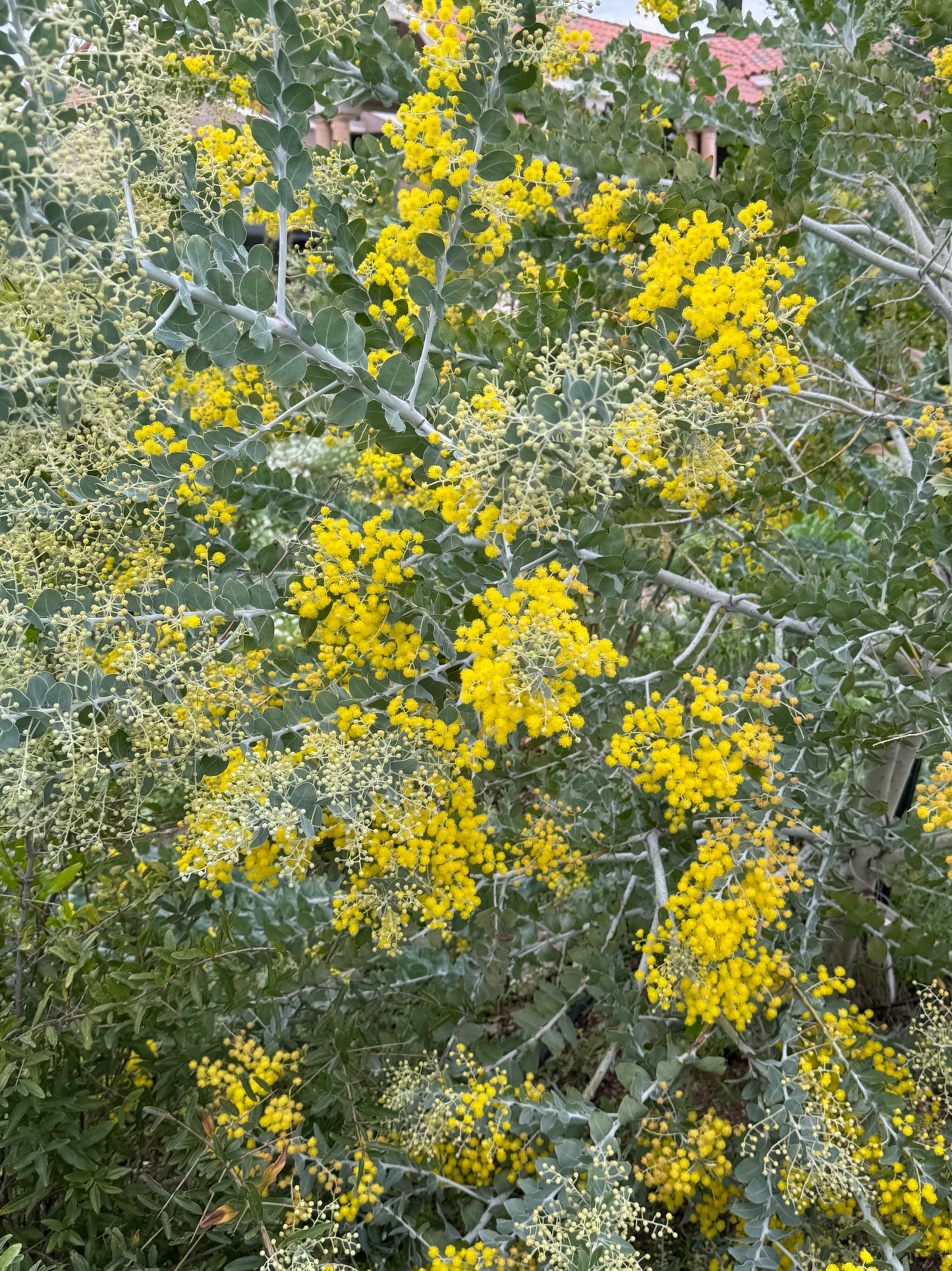 Acacia podalyriifolia
