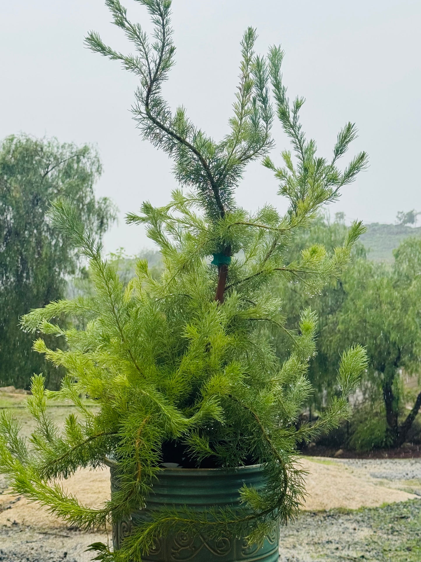 Adenanthos 'Woolly Bush': Soft-Textured Australian Shrub, Silvery-Green Foliage, Low-Water and Coastal Hardy