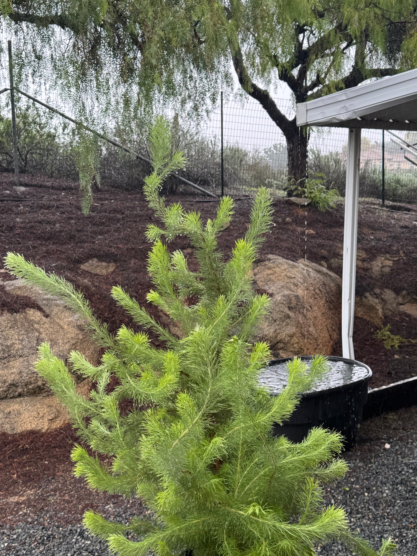 Adenanthos 'Woolly Bush': Soft-Textured Australian Shrub, Silvery-Green Foliage, Low-Water and Coastal Hardy