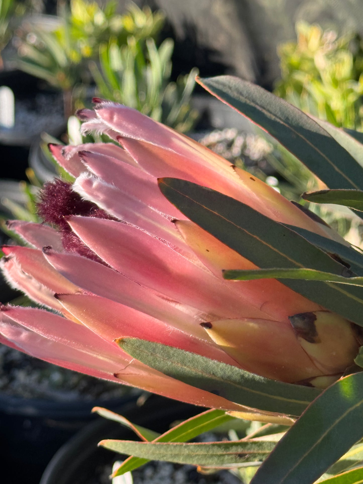Protea longifolia: Unleash Dramatic Beauty with the Strap-Leaf Protea