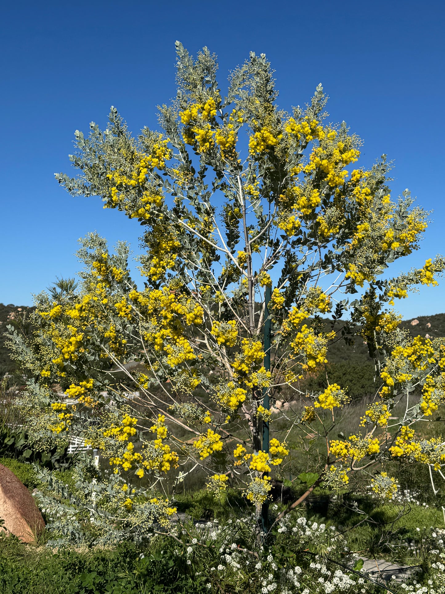 Acacia podalyriifolia: Pearl Acacia Magic, yellow pompom flowers