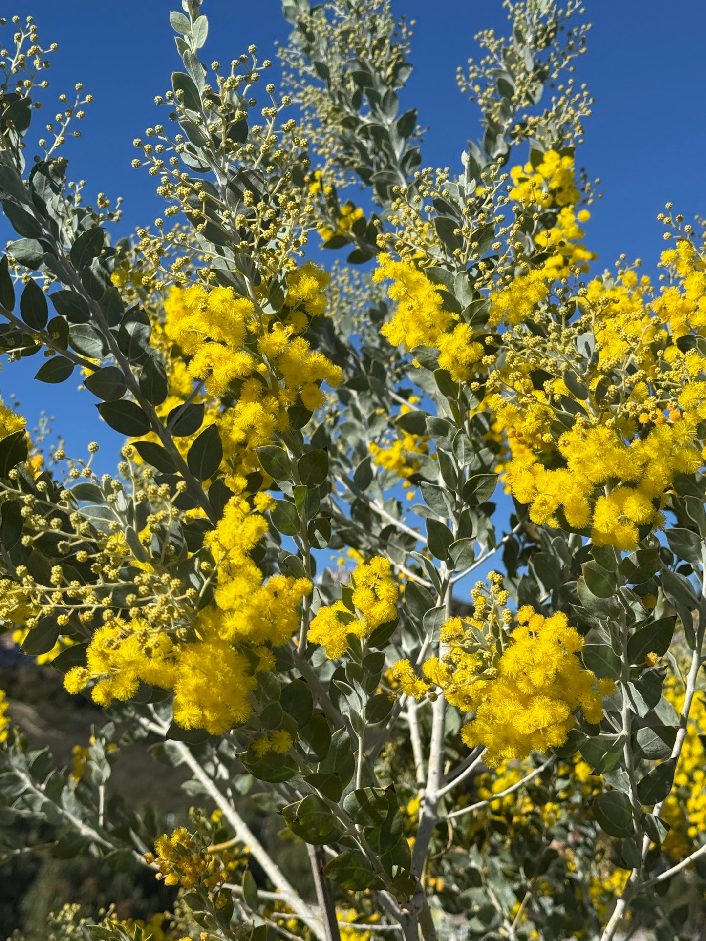 Acacia podalyriifolia: Pearl Acacia Magic, yellow pompom flowers