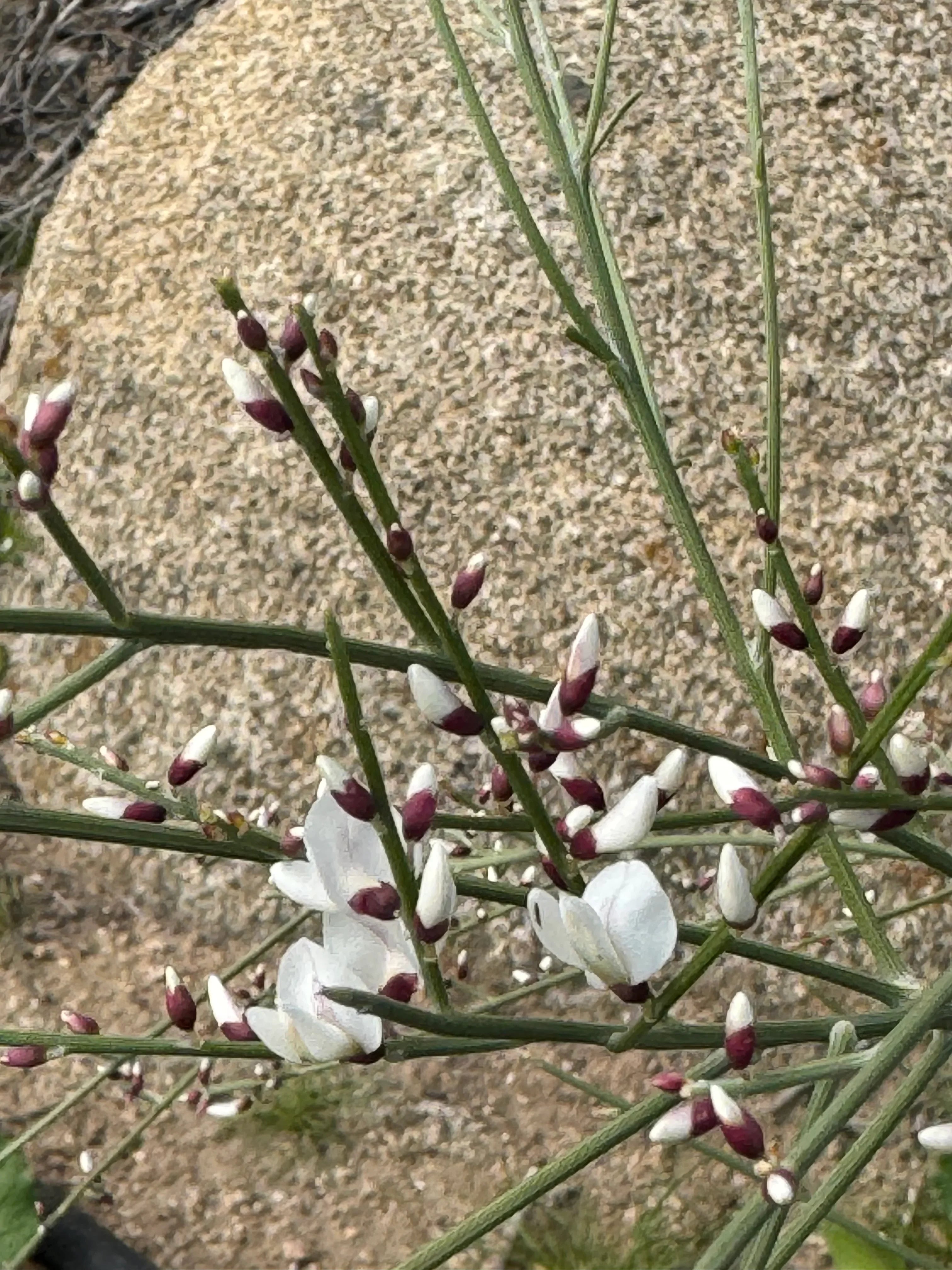 Genista plant with slender green stems and white-purple flower buds outdoors
