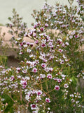 Waxflower Southern Stars plant with clusters of small pink and white blooms outdoors