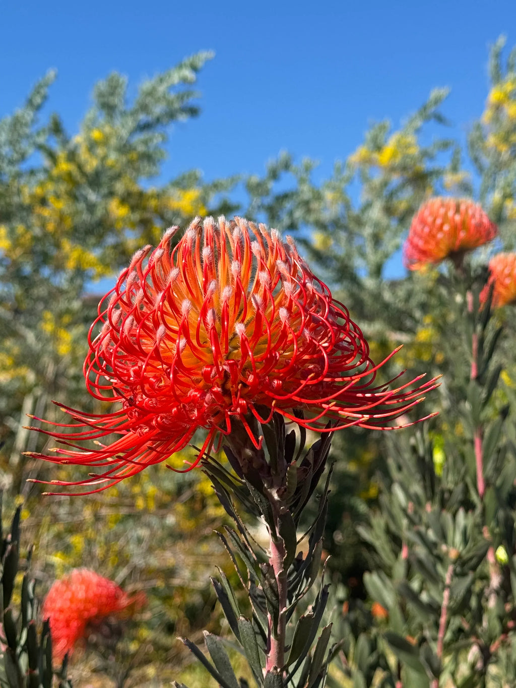 Leucospermum Blanche Ito pincushion flower blooming outdoors with green foliage