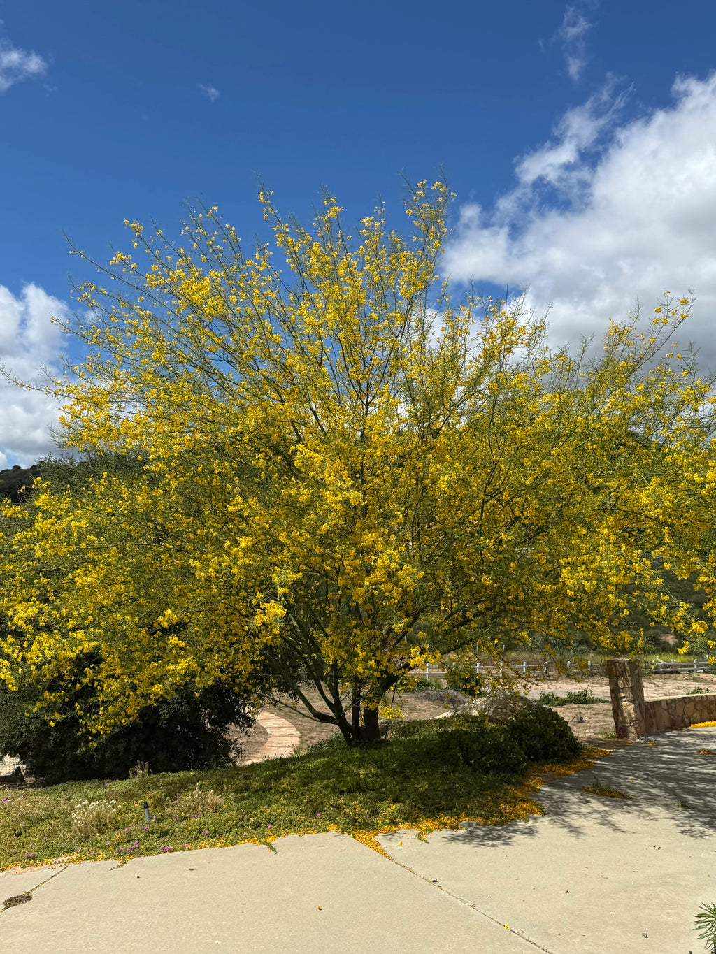 ‘Desert Museum’ Palo Verde: Thornless Beauty with Massive Golden Blooms