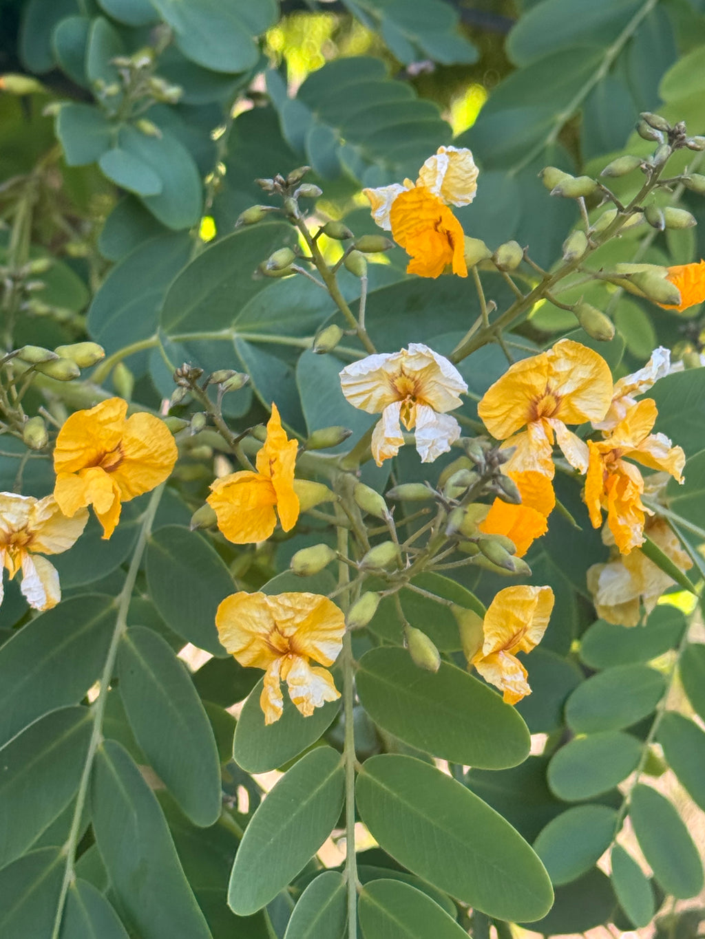 Argentine Mesquite: Fast-Growing Shade Tree with Graceful, Airy Foliage