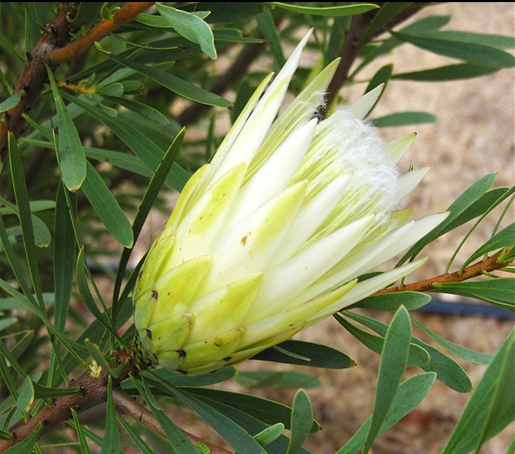 Protea repens: Classic Sugarbush with Waxy, Nectar-Rich Chalice Blooms